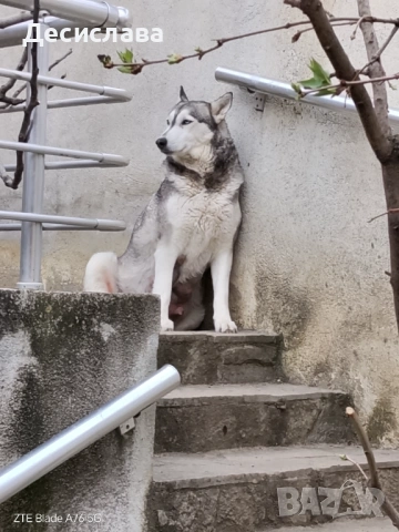  Хъски, снимка 17 - Хъски - 54180286