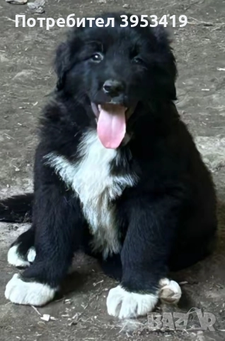 каракачански кученца с доказан произход и качества, снимка 2 - Други - 52137282