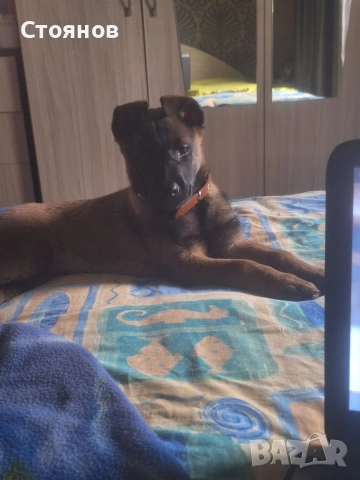 Белгийска овчарка Малионоа 