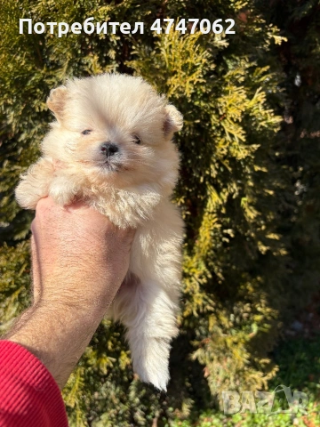 Померан мъжки и женски, снимка 2 - Померан - 53613781
