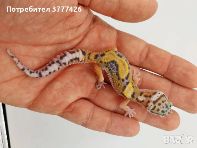 Леопардови Гекони