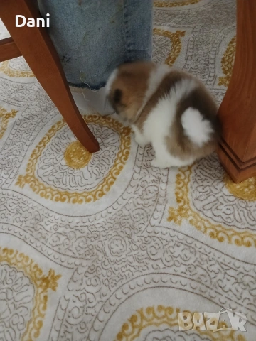 Mini Pomeran, снимка 7 - Померан - 53048300