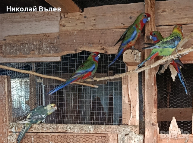 Пенанти,розели и пойни, снимка 12 - Папагали - 53256284