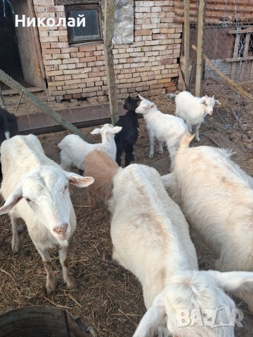 кози с големи ярета 