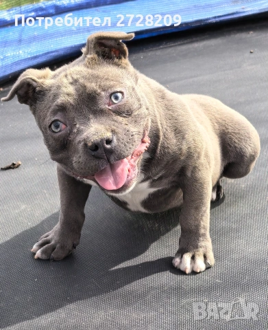 Американско Були Покет/American Bully Pocket , снимка 3 - Питбул - 52860044
