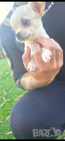 чихуахуа момче и момиче, снимка 7 - Чихуахуа - 52470564