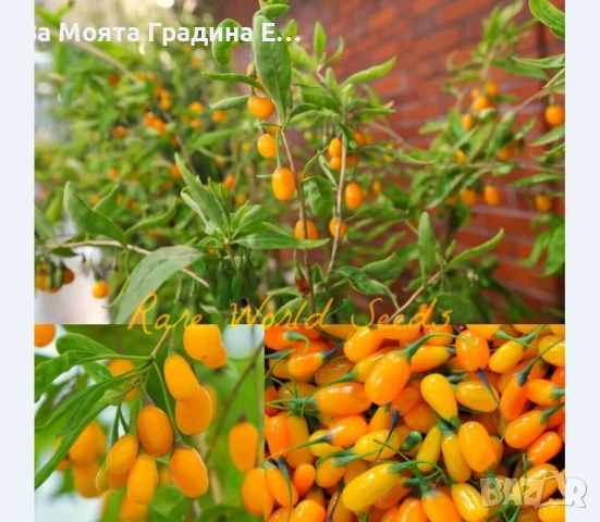 Годжи бери - Червено и жълто , снимка 4 - Градинска техника - 54020824