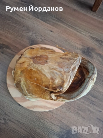 Препарирана сомска глава, снимка 3 - Колекции - 52732465