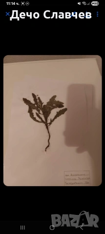 Хербарии за ЛТУ или друг университет , снимка 9 - Ученически пособия, канцеларски материали - 54224038