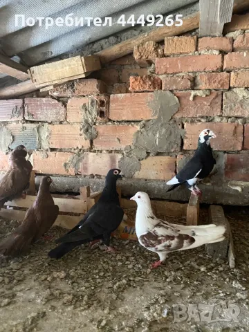 Гълъби-соколови, снимка 1