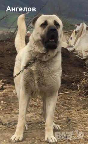 Турски кангал, снимка 2 - Кангал - 54259667