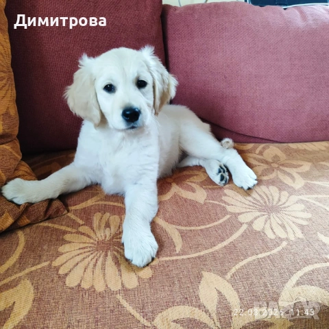 Голедн ретривър женско кученце