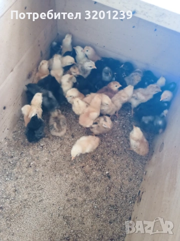 Продавам малки пилета , снимка 5 - Кокошки и пуйки - 53250622