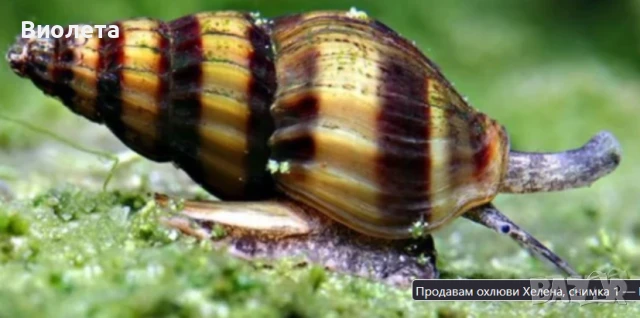 Продавам охлюви Хелена, снимка 1