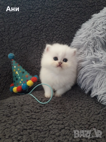 Котенца Гледани със Истинска Обич