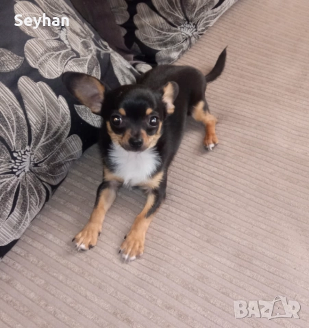 Куче пинчер чихуахуа 