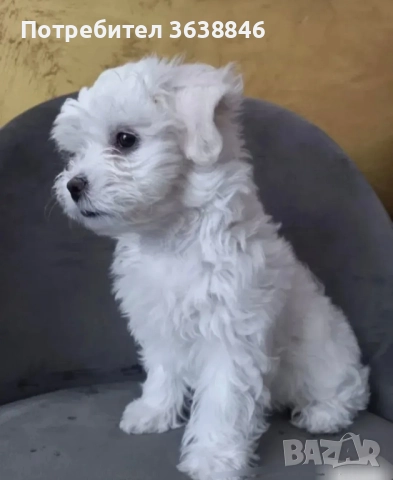 мини малтийска болонка(теакъп), снимка 5 - Болонка - 50465675