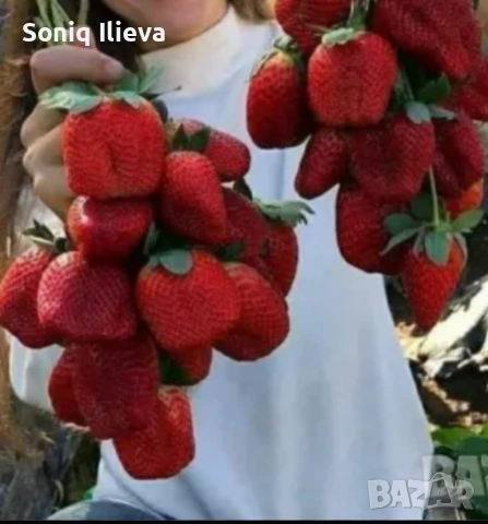 продавам разсад ягоди, снимка 4 - Разсади - 53905580