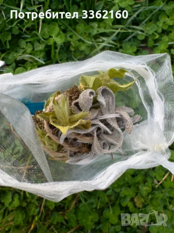 Комплект Пантерна мухоморка (Amanita pantherina), снимка 5 - Декорация за дома - 53107004