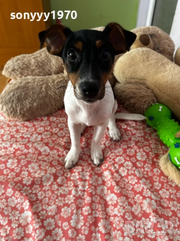 ДЖАК РЪСЕЛ 0201262022, снимка 3 - Джак ръсел териер - 52957926