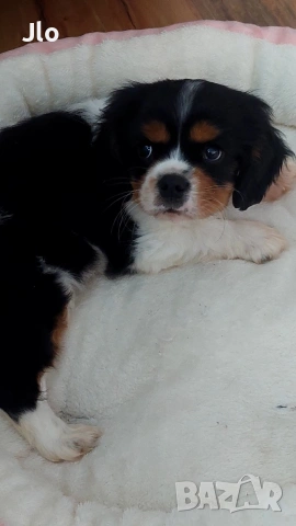 кавалер кинг чарлз шпаньол , снимка 5 - Кавалер кинг чарлз шпаньол - 54053774