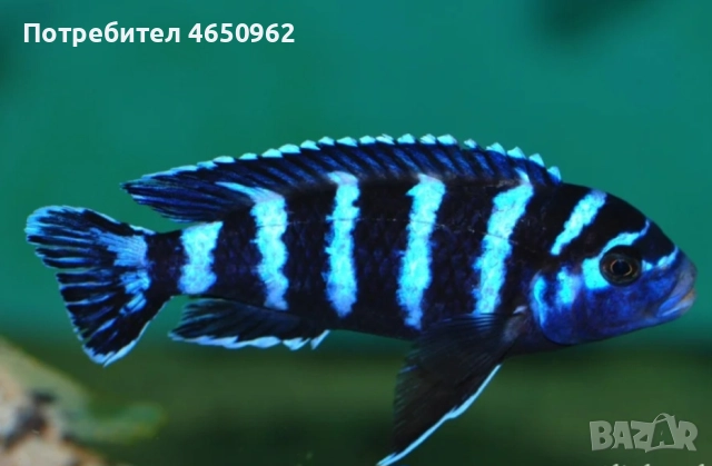 Аквариумни риби, африкански цихлиди от езерото Малави, снимка 13 - Рибки - 52414237