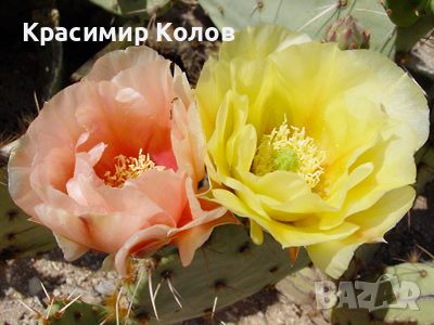 Студоустойчив ядлив кактус Опунция, Opuntia engelmannii, екзотични,овощни, снимка 4 - Градински цветя и растения - 46719281