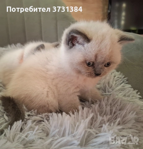 Британски колорпойнт котета, снимка 4 - Британска късокосместа - 53847230