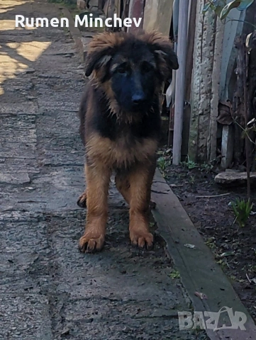 Немски Овчарки