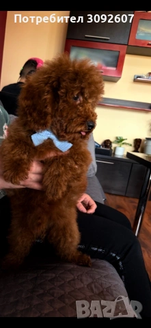 Пудели момчета