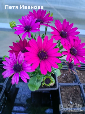 Остеоспермум (Osteospermum) , снимка 5 - Градински цветя и растения - 53591315