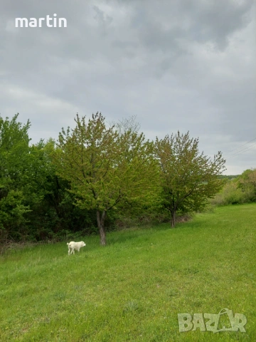 Косене на дворно място и почистване на тротоари