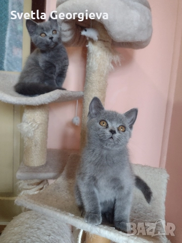 Коледни британчета., снимка 5 - Британска късокосместа - 52882277