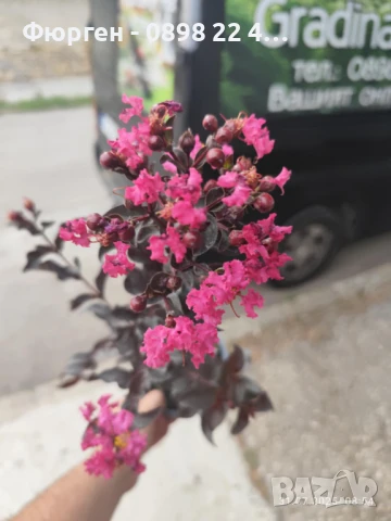 Индийски люляк Lagerstroemia indica Black Diamond Crimson red, снимка 9 - Разсади - 51236684