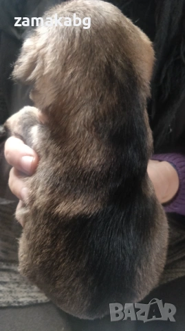 Подаряваме 6 малки кученца бели светли душички в черни кожухчета, снимка 5 - Други - 53339034