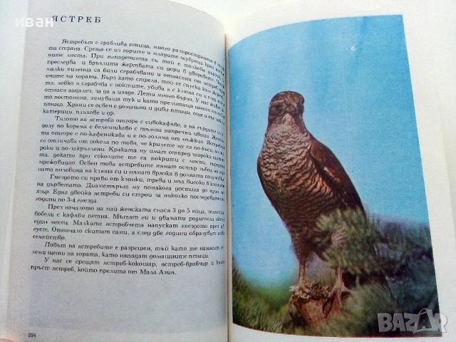 Албум за растения и животни - Н.Боев,С.Петров,П.Кръстев - 1976г., снимка 6 - Енциклопедии, справочници - 53185115