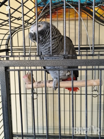 Продавам говорящ папагал кралско жако