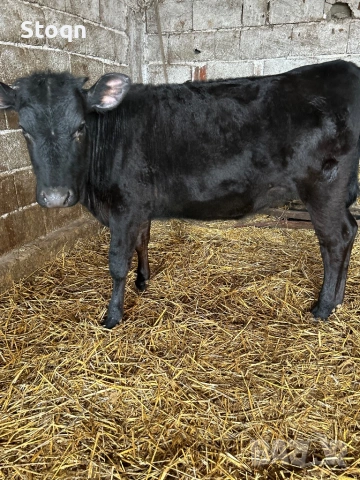 Продавам 6 Телета, снимка 4 - Крави - 54209559