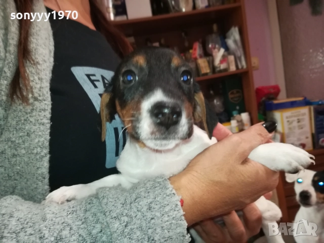 ЖЕНСКО КУТРЕ-ДЖАК РЪСЕЛ НА 40 ДЕНА 2909251558, снимка 11 - Джак ръсел териер - 51879256