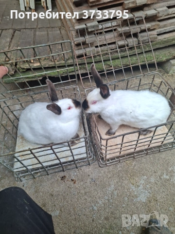 Калифорнийски зайци