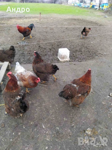 Продавам катунски кокошки, яйца и пилета на различна възраст, снимка 7 - Кокошки и пуйки - 53712029