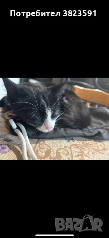 Подарявам мъжkо котенце на 4 месеца - Батман, снимка 18 - Други - 51780705