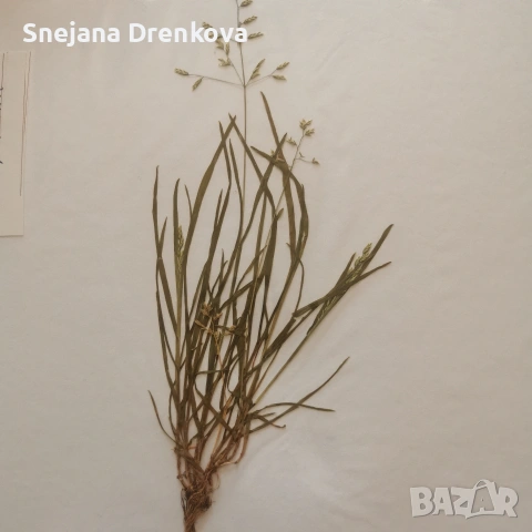 Систематичен хербарий, снимка 5 - Ученически пособия, канцеларски материали - 53371016