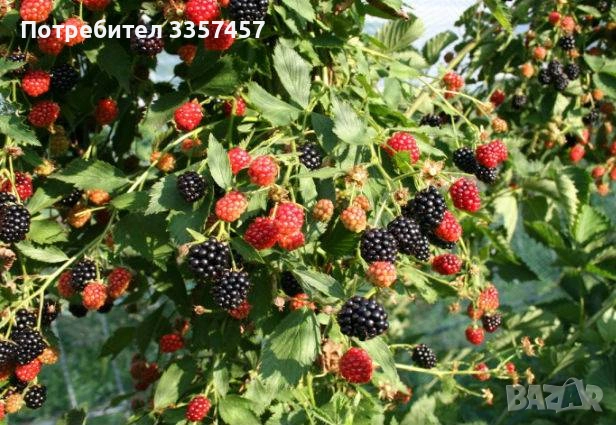 Продавам разсад къпина без бодли сорт Честър