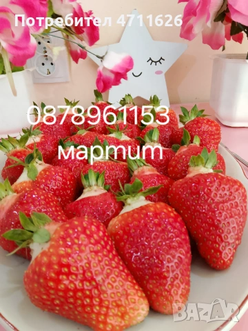 Разсад ягоди и малини , снимка 3 - Разсади - 53281312