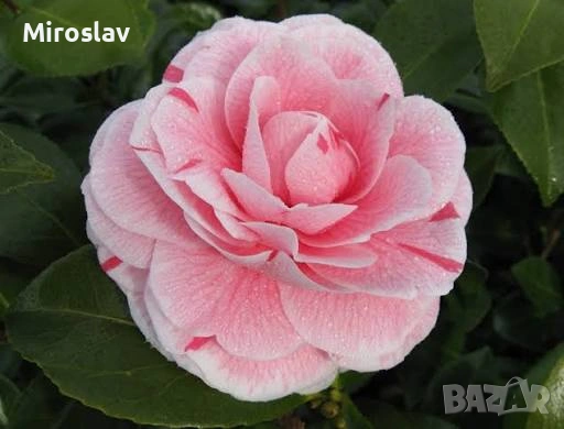 Камелия (Шарена), снимка 4 - Градински цветя и растения - 54199675