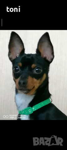 Млад мини пинчер си търси партньорка, снимка 2 - Пинчер - 54170536