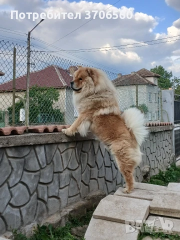 Чао Чао мъжки за разплод ДОГОВАРЯНЕ, снимка 4 - Чау Чау - 50707329