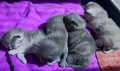 Шотландски котета момчета и момичета, снимка 3