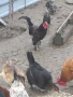 продавам петел, снимка 1